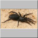 Gnaphosidae sp - Plattbauchspinne 01b 10mm.jpg